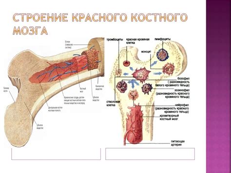 Структура и функции костного мозга