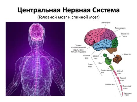 Структура и функции нервной системы