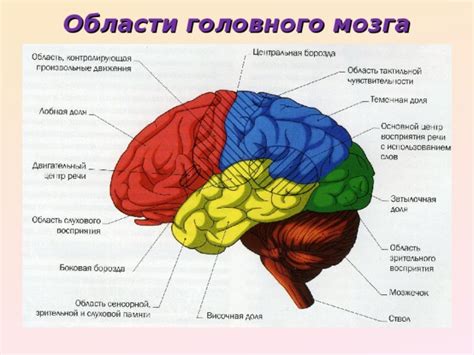 Структура и функциональные области мозга: узлы и задачи