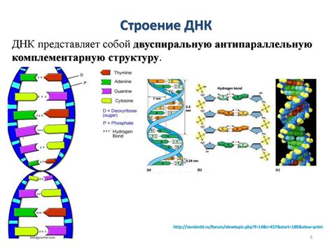 Структура и хранение останков