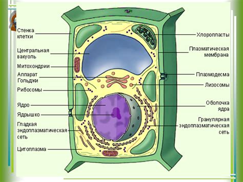 Структура клеток животных и растений