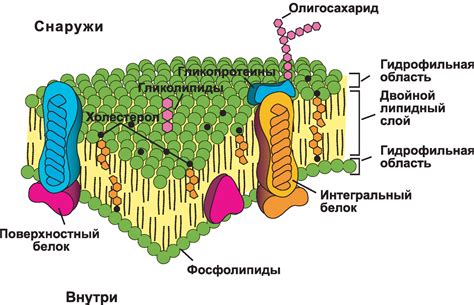 Структура клеточной мембраны