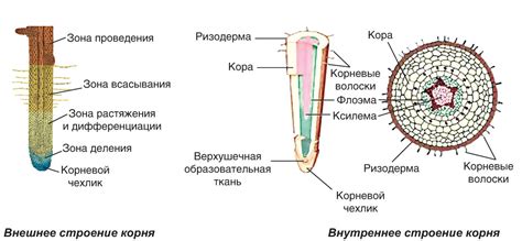 Структура корней у плаунов