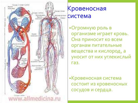 Структура кровеносной системы