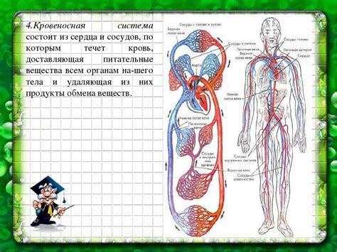 Структура кровеносной системы:
