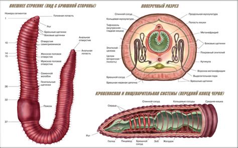 Структура кровеносной системы дождевого червя