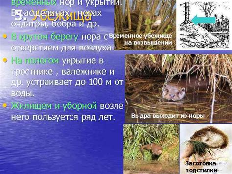 Структура лап выдры