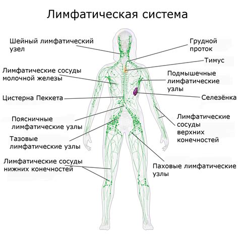 Структура лимфатической системы