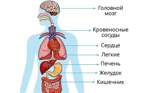 Структура организма человека