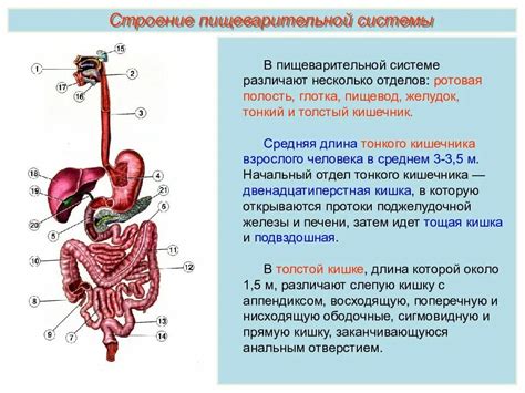 Структура пищеварительной системы