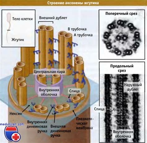 Структура ресничек и жгутиков