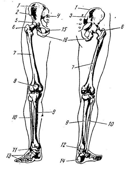 Структура скелета нижних конечностей