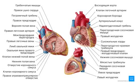 Структурные изменения в сердце и их влияние на ощущение неустойчивости