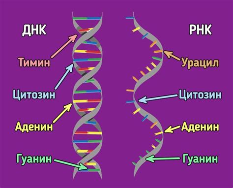 Структурные особенности ДНК-подобной РНК и ИРНК