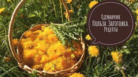 Сушка и сохранение одуванчиков