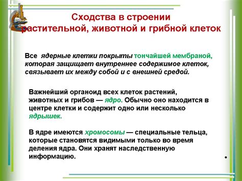 Сходства и различия между цветами экрю и ивори
