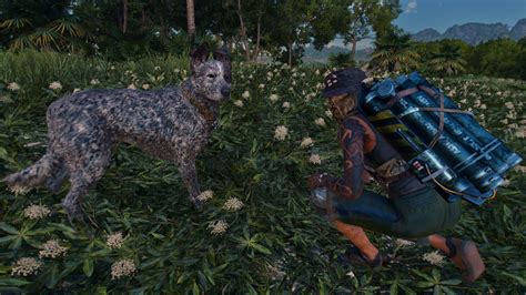 Тайные способы получения лошадей в Far Cry 6