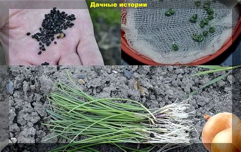 Тайны снов о посеве лука в землю: расшифровывая символику