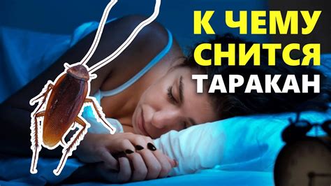 Тараканы во сне: значения и последствия