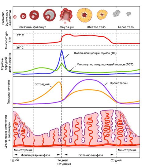 Температурные изменения во второй фазе цикла менструации