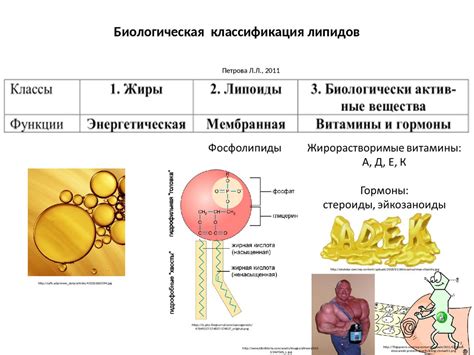 Теплоизоляционные свойства липидов