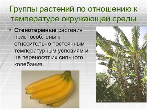 Теплорегуляция: как приспособлены пресмыкающиеся к окружающей температуре