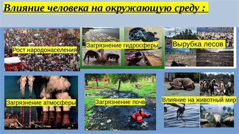 Территориальное поведение котов и его влияние на окружающую среду