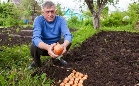 Техника посадки лука на грядке