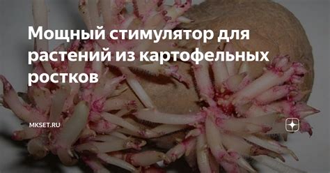 Технология обработки картофельных ростков для безопасного кормления
