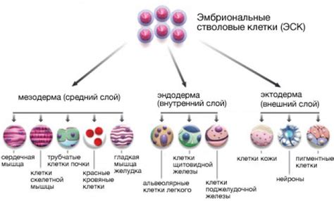 Типы стволовых клеток