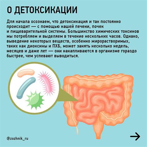 Токсины в организме