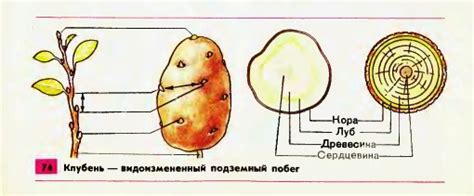 Токсичные вещества в зеленой части картофеля
