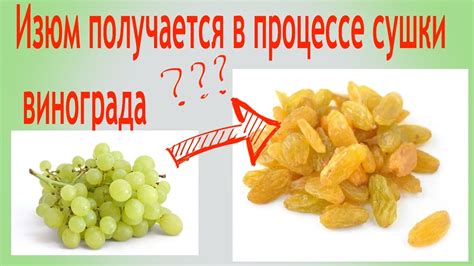 Традиционные и современные методы сушки винограда: от общей концепции к высококачественному изюму