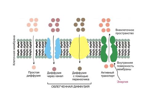 Транспортные белки: перенос веществ в клетке