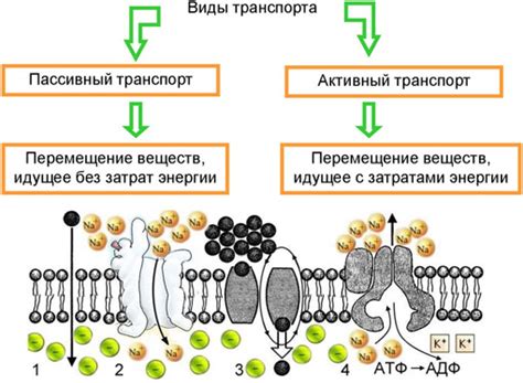 Транспорт веществ