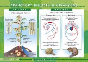 Транспорт воды и питательных веществ