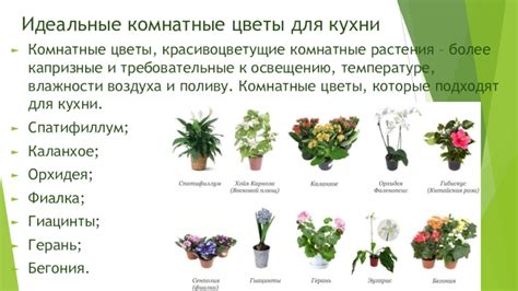 Требовательные цветы к освещению