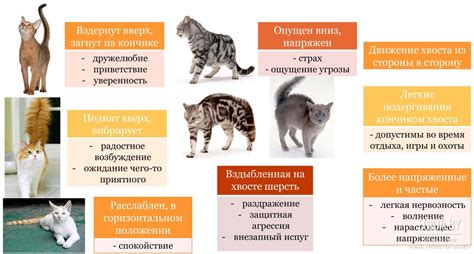 Трение котов по полу