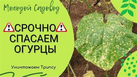 Трипсы: вредители, вызывающие появление белых пятен на рассаде огурцов