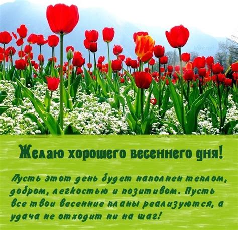 Тюльпаны как символ доброжелательности и весеннего настроения