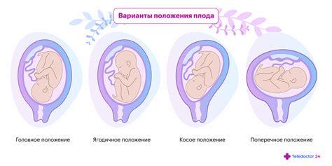 Увеличение размера плода и матки