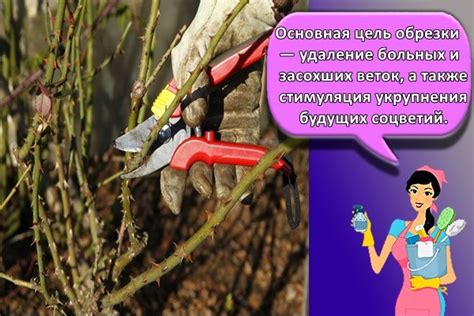 Удаление больных веток
