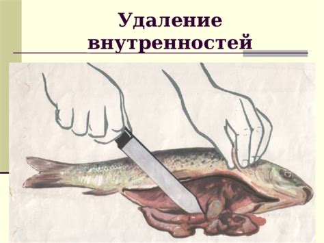 Удаление внутренностей у рыбы: подготавливая ее для последующей обработки