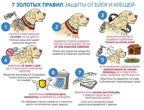 Удаление клещей у питомца: проверенные и эффективные способы
