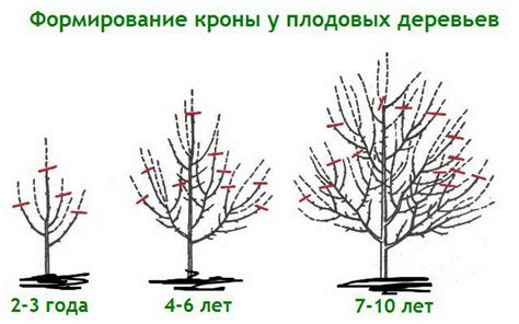 Удаление плодовых побегов