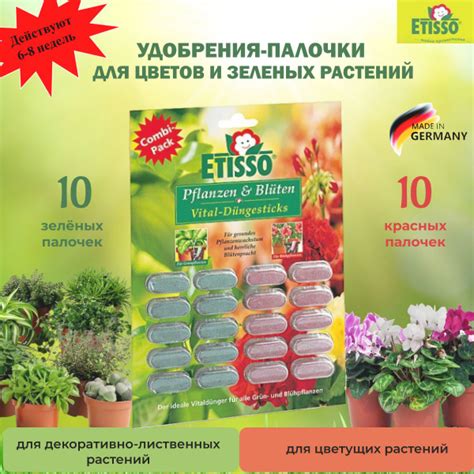 Удобрение и питание виолы для здорового роста и обильного цветения