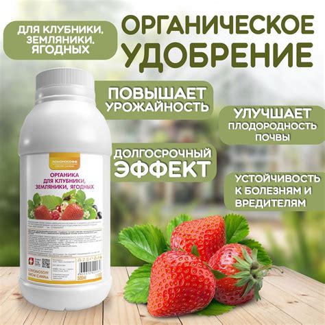 Удобрение и подкормка ягодных растений