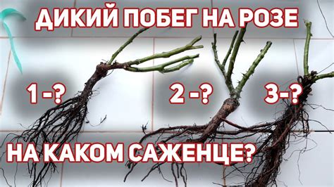 Узнайте о саженце с корнями