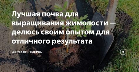 Уклон и влажность почвы для жимолости