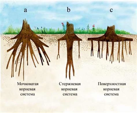 Укоренение и рост корневой системы